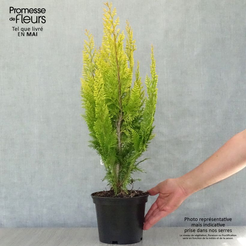 Chamaecyparis lawsoniana Ivonne Maceta 2L/3L Ejemplar entregado en la primavera