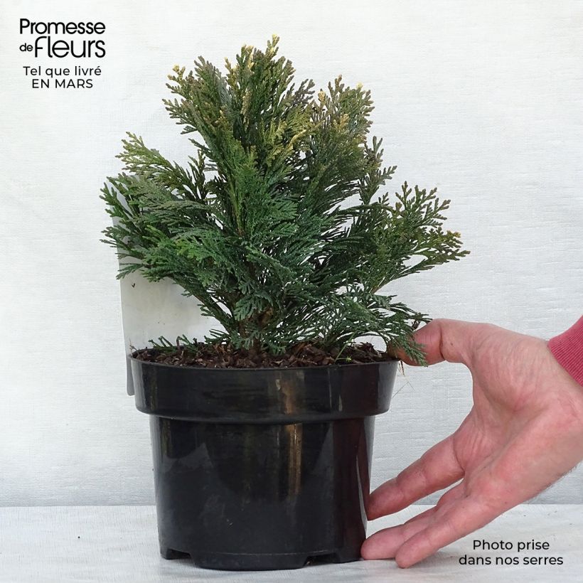 Chamaecyparis lawsoniana Pygmaea Argentea Maceta 2L/3L Ejemplar entregado en invierno