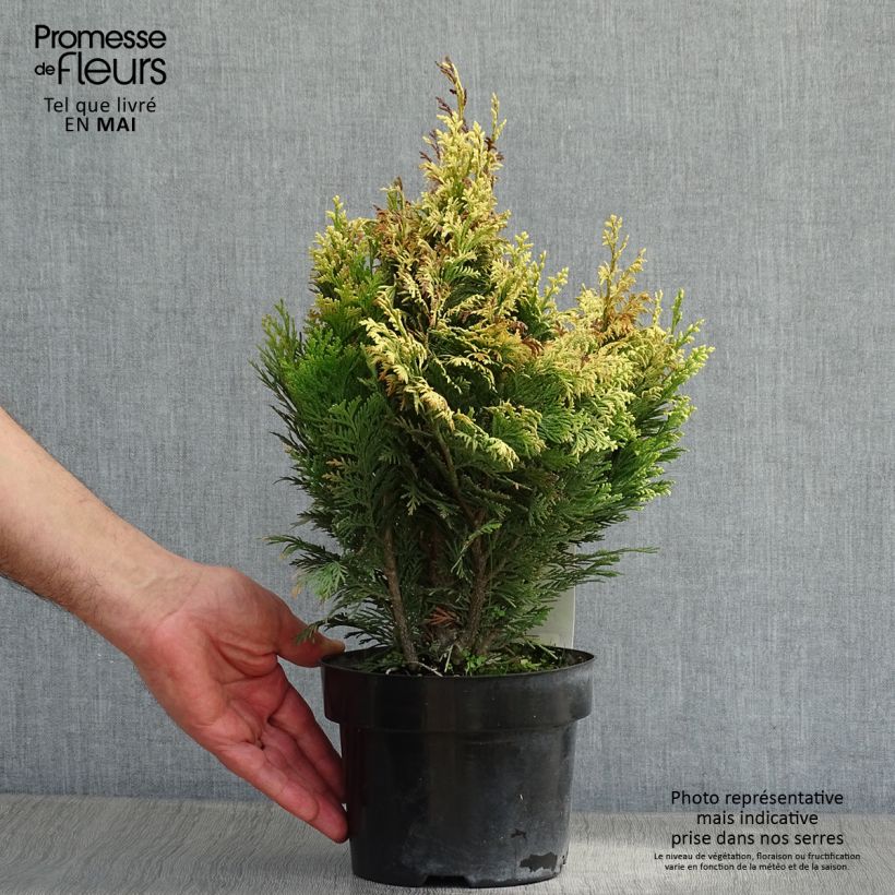 Chamaecyparis lawsoniana Pygmaea Argentea Maceta 2L/3L Ejemplar entregado en la primavera