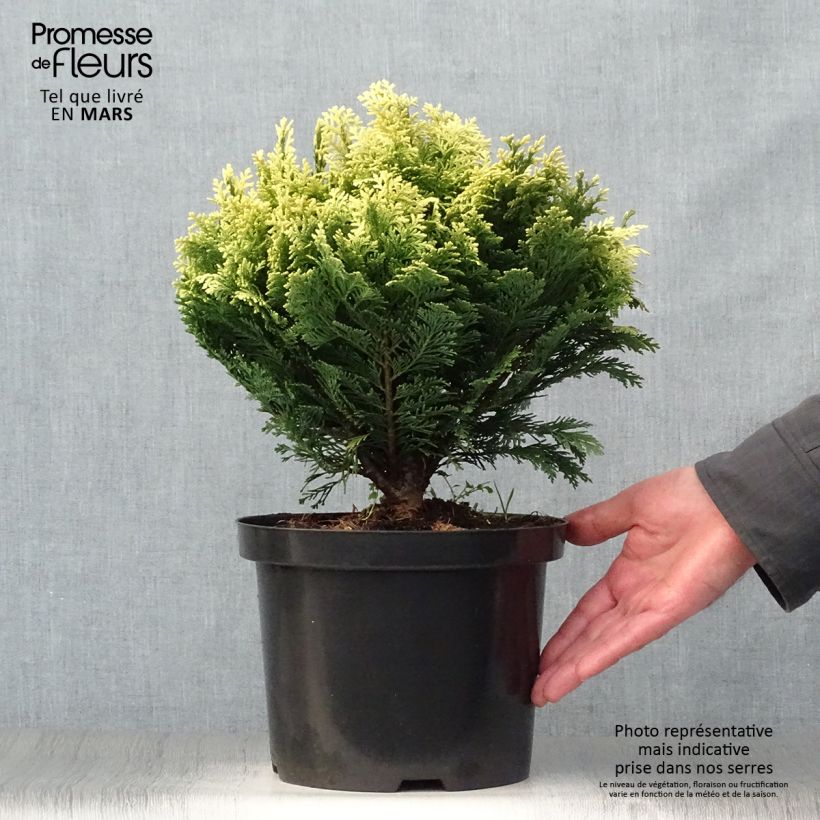 Chamaecyparis lawsoniana Pygmaea Argentea Maceta 4L/5L Ejemplar entregado en la primavera