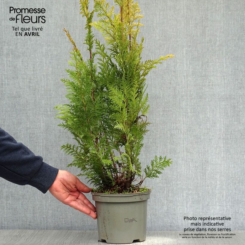 Chamaecyparis lawsoniana Stardust Maceta 2L/3L Ejemplar entregado en la primavera