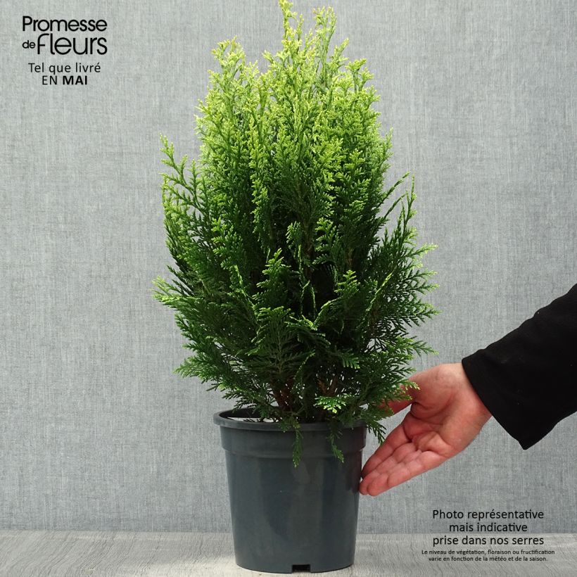 Chamaecyparis lawsoniana White Spot Maceta 2L/3L Ejemplar entregado en la primavera
