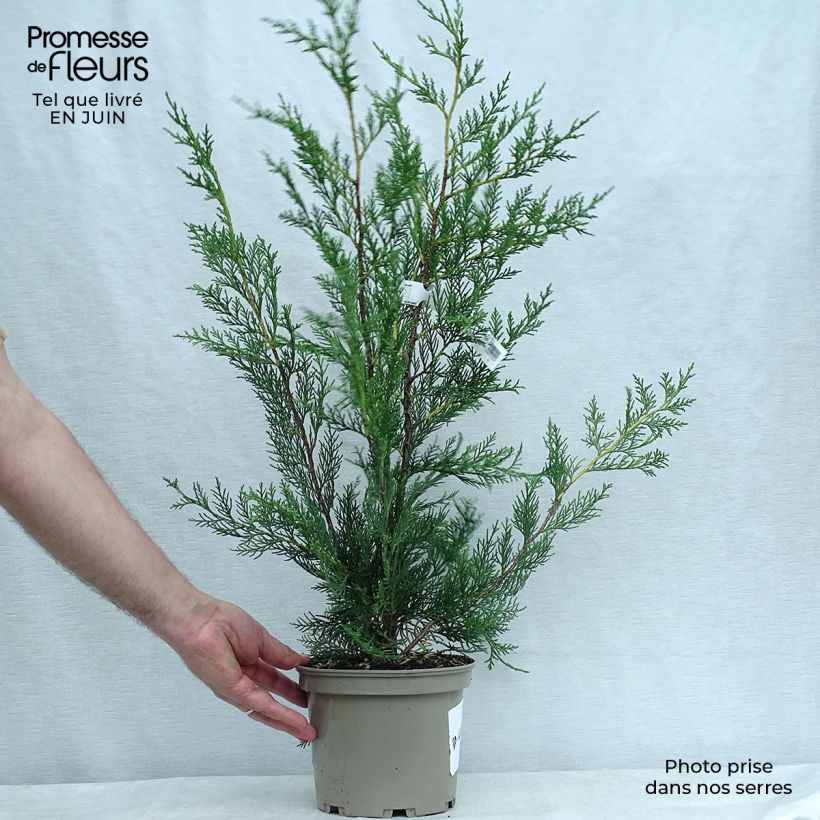 Ejemplar de Ciprés leylandii - Cupressocyparis Maceta 2L/3L entregado en verano