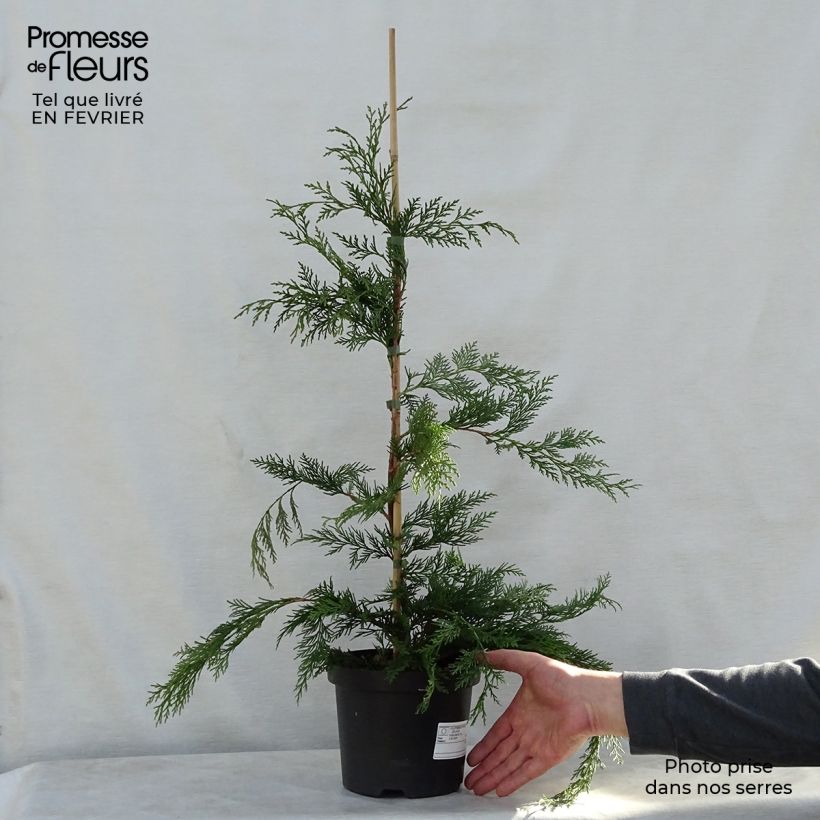 Ciprés leylandii - Cupressocyparis Maceta 2L/3L Ejemplar entregado en invierno