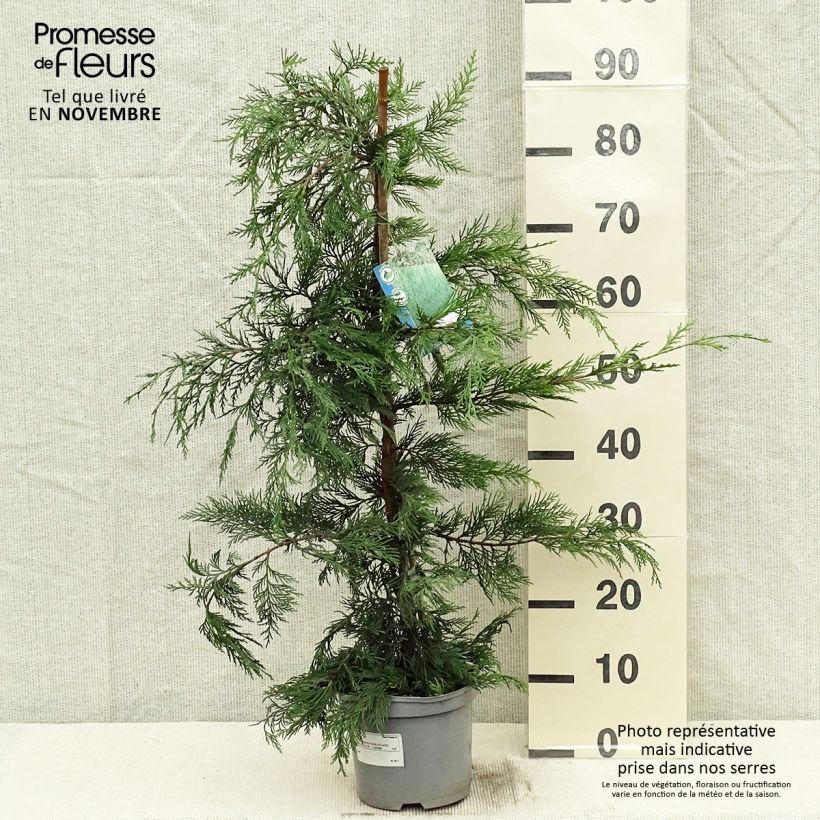 Ejemplar de Ciprés leylandii - Cupressocyparis Maceta 2L/3L entregado en otoño