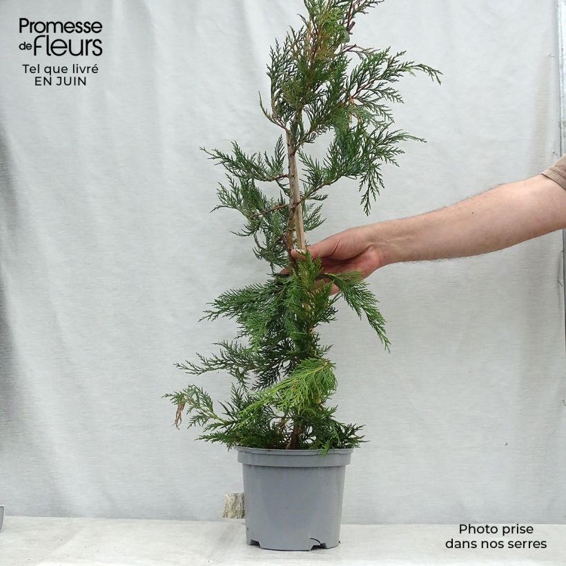 Ejemplar de Ciprés leylandii - Cupressocyparis Maceta 4L/5L entregado en verano