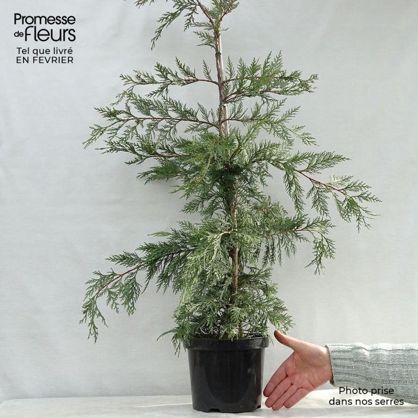 Ciprés leylandii - Cupressocyparis Maceta 4L/5L Ejemplar entregado en invierno