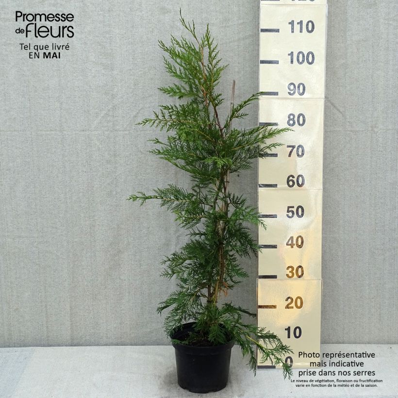 Ciprés leylandii - Cupressocyparis Maceta 4L/5L Ejemplar entregado en la primavera