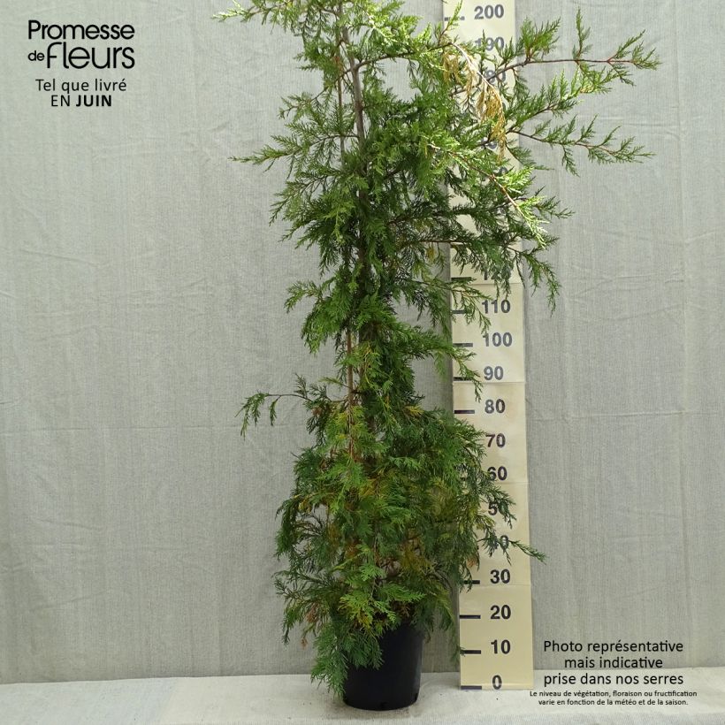 Ciprés leylandii - Cupressocyparis Maceta 6L/7L Ejemplar entregado en la primavera