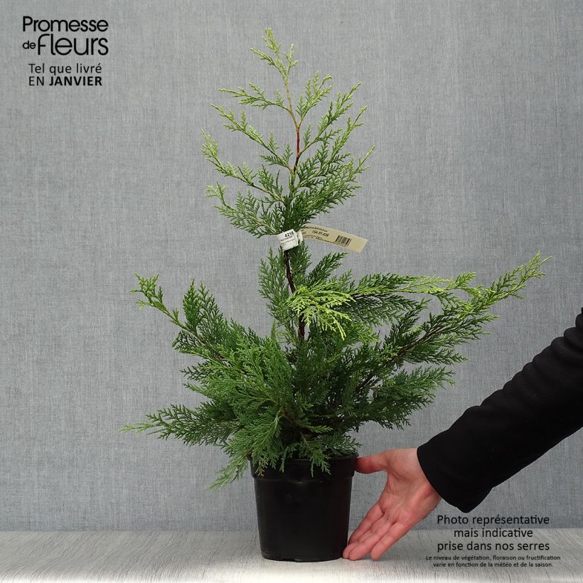 Ciprés leylandii Excalibur Gold - Cupressocyparis Maceta 2L/3L Ejemplar entregado en invierno