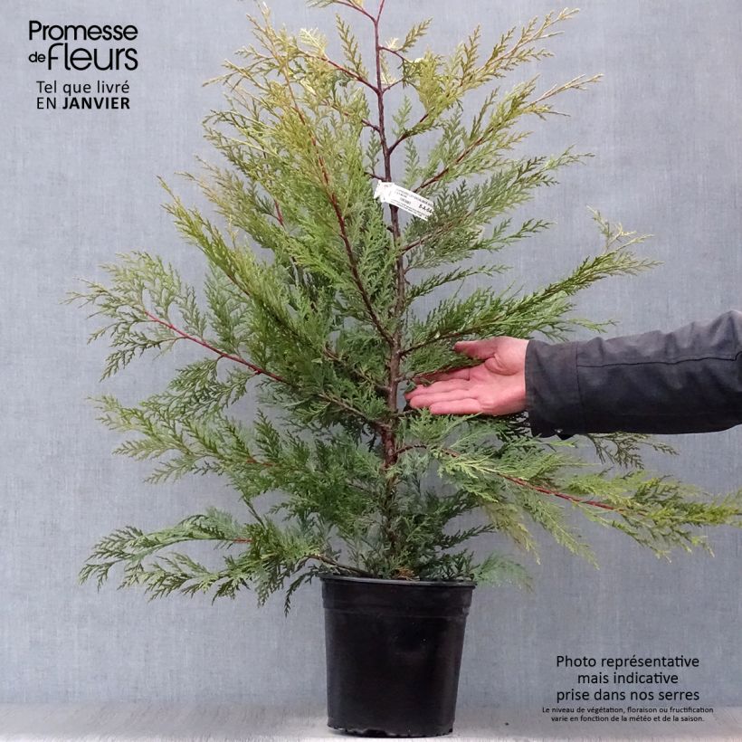 Ciprés leylandii Excalibur Gold - Cupressocyparis Maceta 4L/5L Ejemplar entregado en invierno