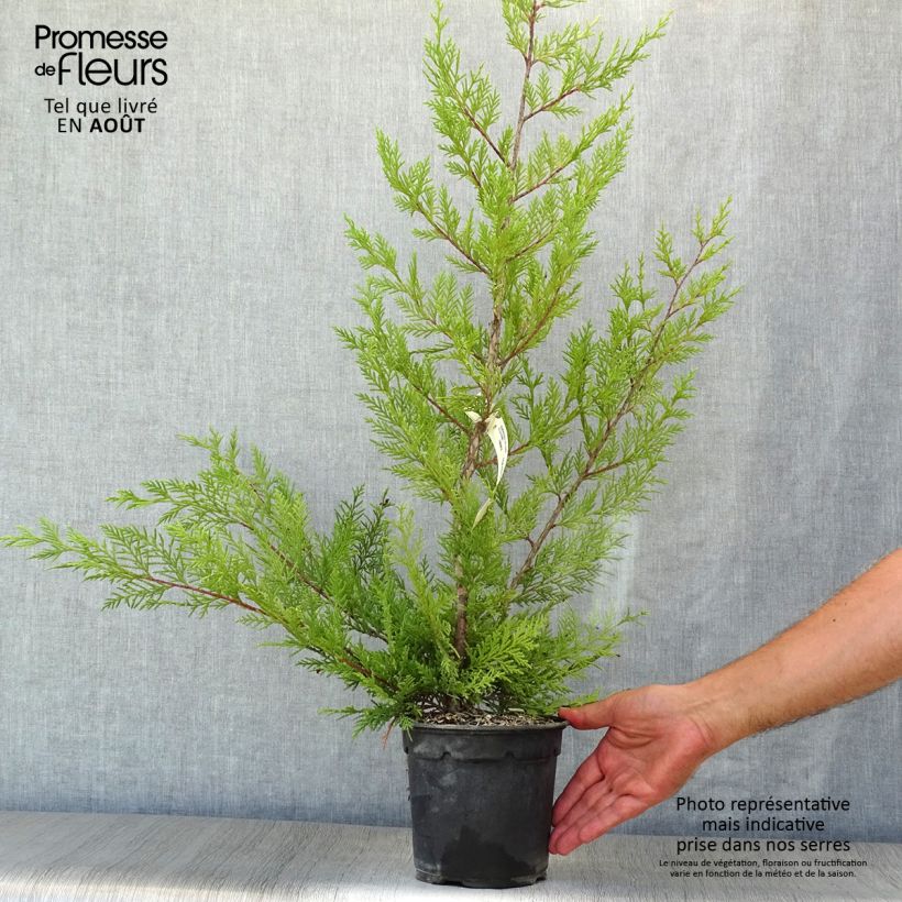 Ejemplar de Ciprés leylandii Oger - Cupressocyparis Maceta 2L/3L entregado en verano