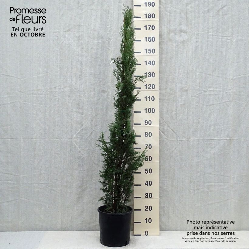Ejemplar de Cupressus sempervirens var. stricta Pyramidalis - Ciprés común Maceta 4L/5L entregado en otoño