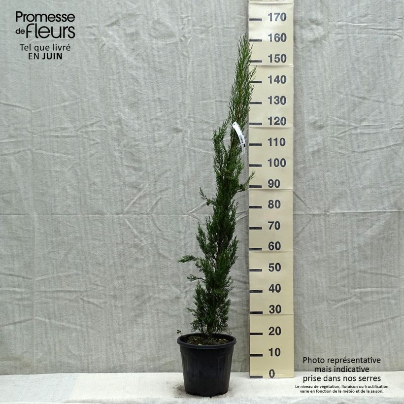 Cupressus sempervirens var. stricta Pyramidalis - Ciprés común Maceta 4L/5L Ejemplar entregado en la primavera