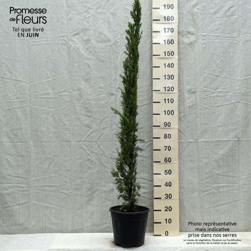Cupressus sempervirens var. stricta Pyramidalis - Ciprés común Maceta 7,5L/10L Ejemplar entregado en la primavera