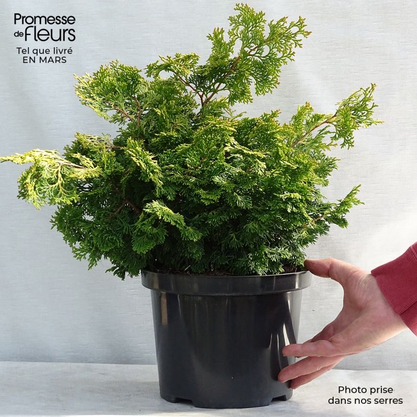Chamaecyparis obtusa Rashahiba - Ciprés hinoki Maceta 4L/5L Ejemplar entregado en la primavera