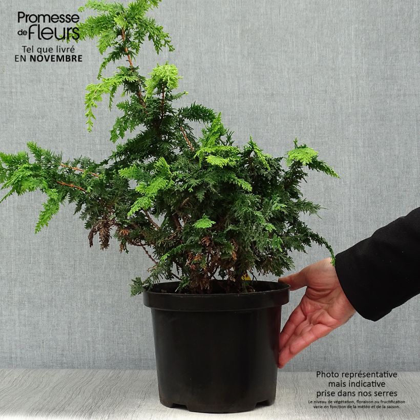 Ejemplar de Chamaecyparis obtusa Fernspray Gold - Ciprés hinoki Maceta 4L/5L entregado en otoño