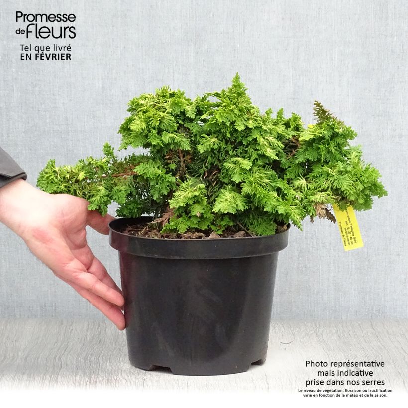 Chamaecyparis obtusa Fernspray Gold - Ciprés hinoki Maceta 4L/5L Ejemplar entregado en invierno