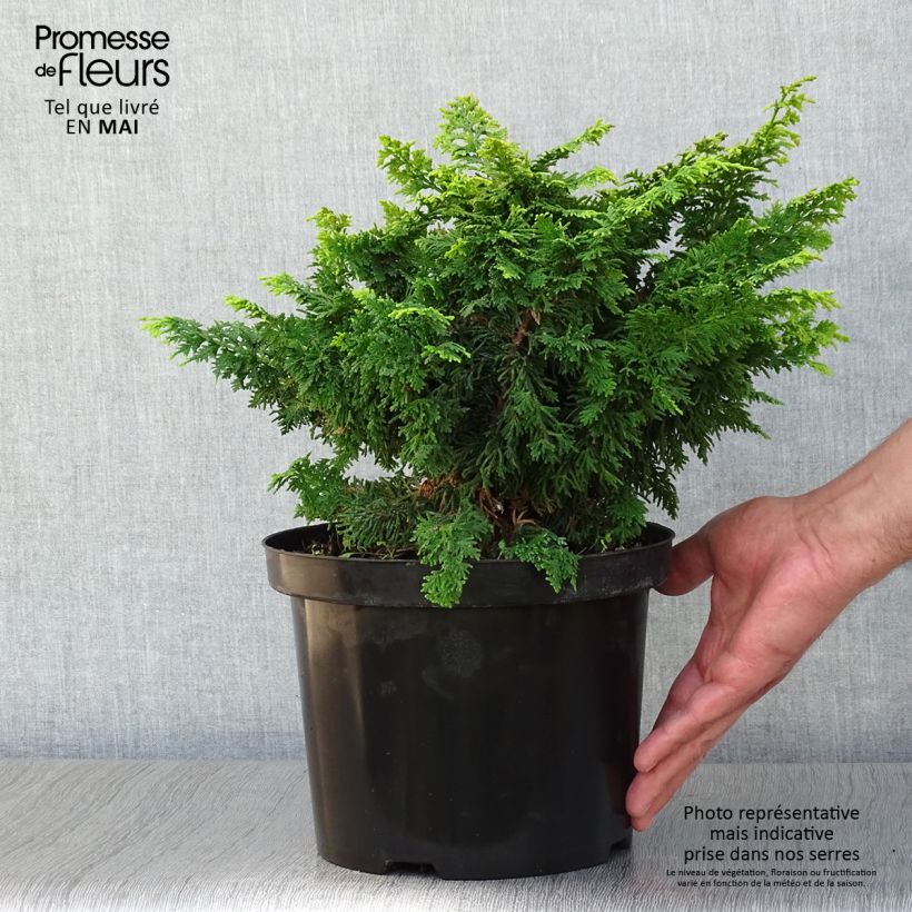 Chamaecyparis obtusa Fernspray Gold - Ciprés hinoki Maceta 4L/5L Ejemplar entregado en la primavera