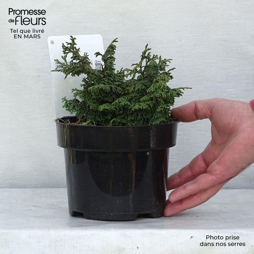 Chamaecyparis obtusa Maureen - Ciprés hinoki Maceta 2L/3L Ejemplar entregado en invierno
