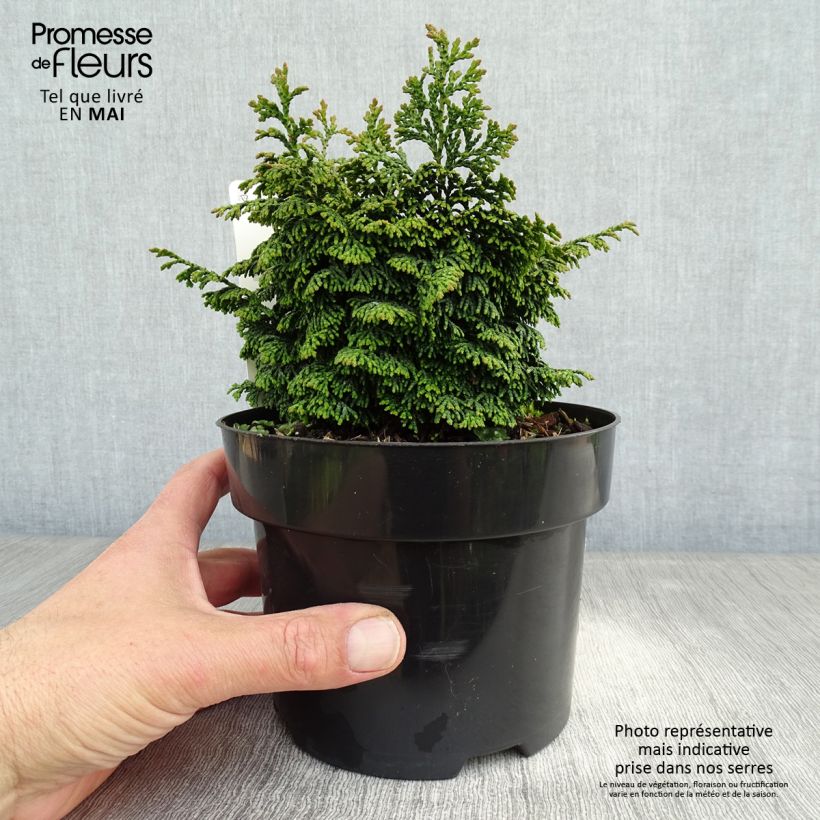 Chamaecyparis obtusa Maureen - Ciprés hinoki Maceta 2L/3L Ejemplar entregado en la primavera