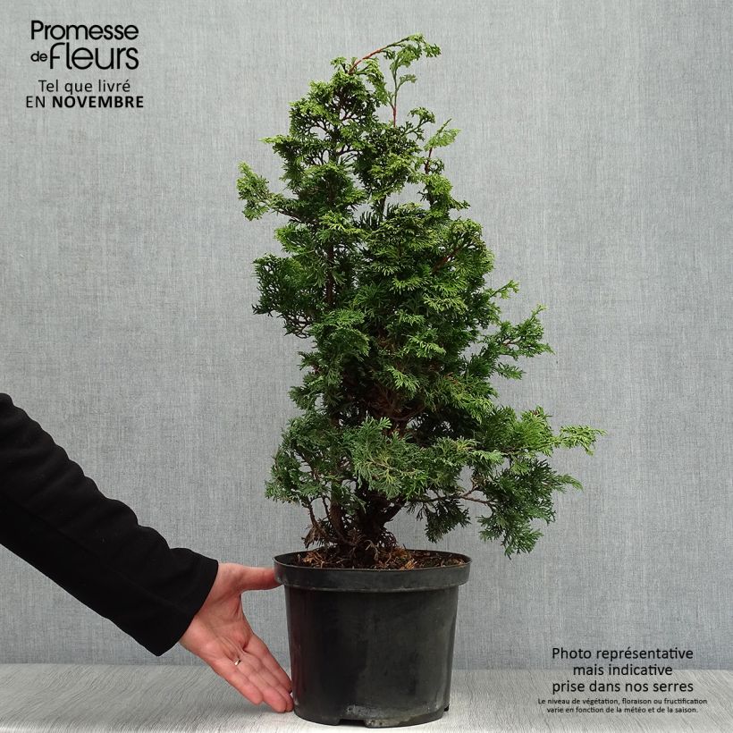 Ejemplar de Chamaecyparis obtusa Maureen - Ciprés hinoki Maceta 4L/5L entregado en otoño