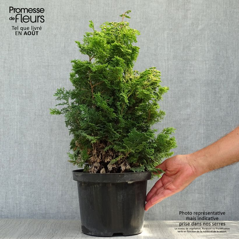 Ejemplar de Chamaecyparis obtusa Maureen - Ciprés hinoki Maceta 4L/5L entregado en verano
