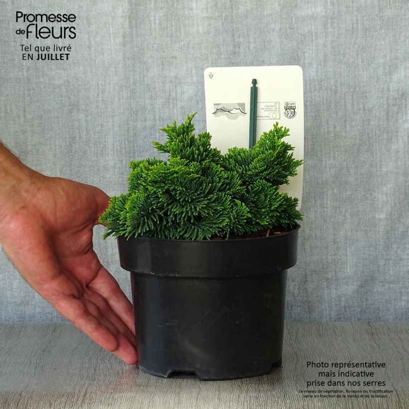 Ejemplar de Chamaecyparis obtusa Nana Aurea - Ciprés hinoki Maceta 2L/3L entregado en verano