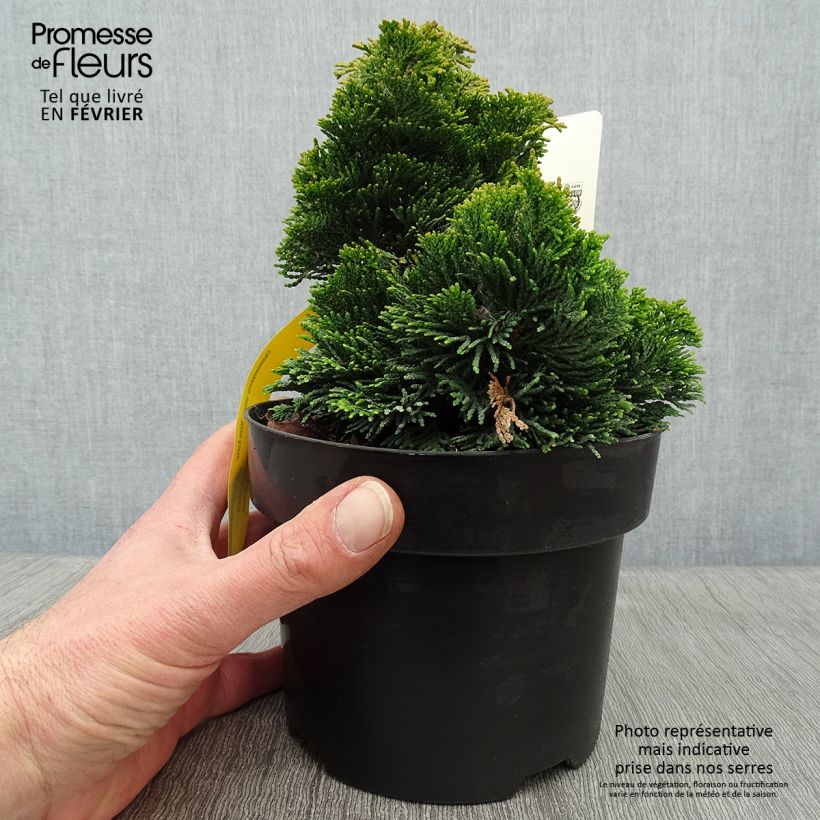 Chamaecyparis obtusa Nana Aurea - Ciprés hinoki Maceta 2L/3L Ejemplar entregado en invierno