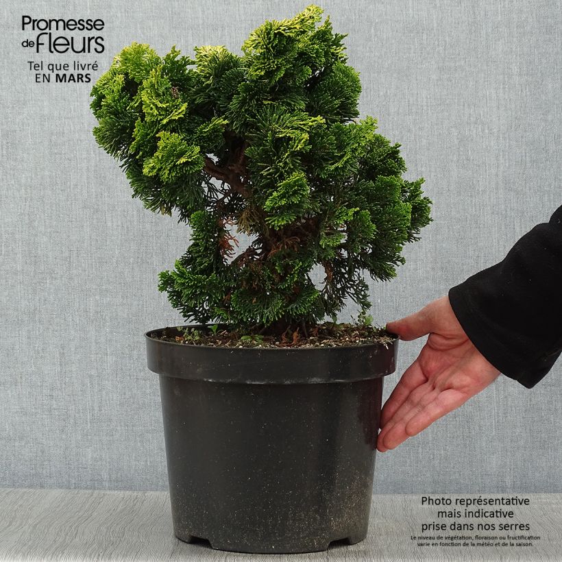 Chamaecyparis obtusa Nana Aurea - Ciprés hinoki Maceta 7,5L/10L Ejemplar entregado en invierno