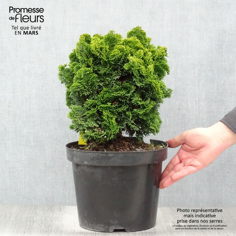 Chamaecyparis obtusa Nana Aurea - Ciprés hinoki Maceta 7,5L/10L, Tallo Ejemplar entregado en la primavera