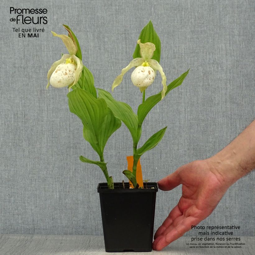 Cypripedium Kristi Lyn Maceta 1L/1,5L Ejemplar entregado en la primavera