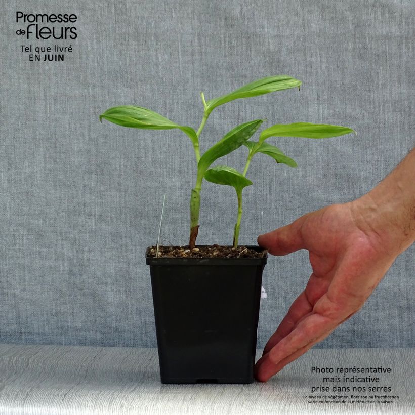 Ejemplar de Cypripedium Pinkepank Maceta 1L/1,5L entregado en verano