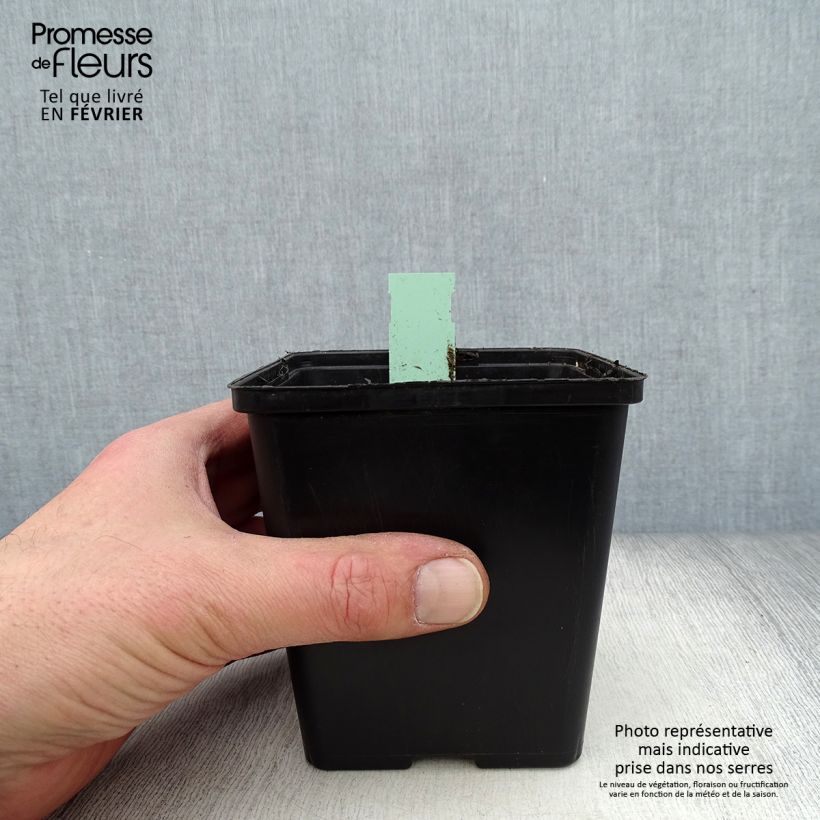 Cypripedium Pinkepank Maceta 1L/1,5L Ejemplar entregado en invierno