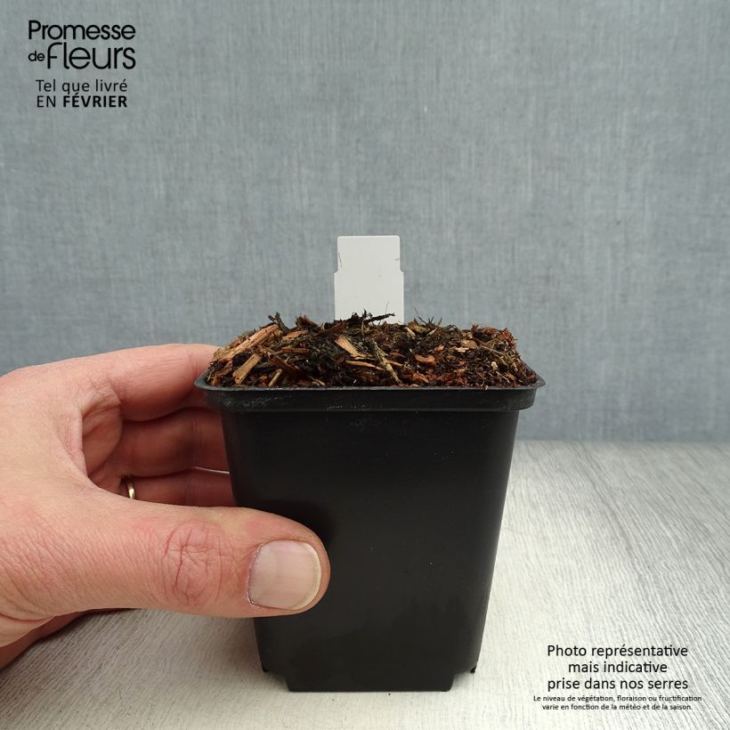 Cypripedium flavum Maceta de 8/9 cm Ejemplar entregado en invierno