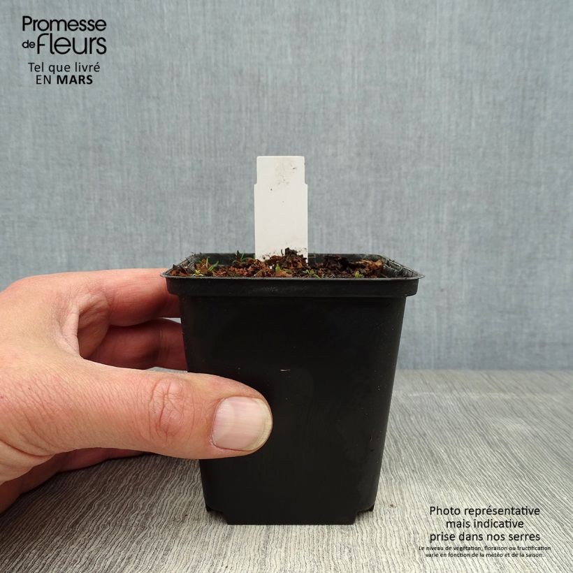 Cypripedium flavum Maceta de 8/9 cm Ejemplar entregado en la primavera