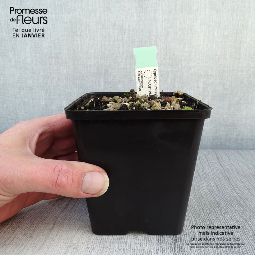 Cypripedium reginae Maceta 1L/1,5L Ejemplar entregado en invierno