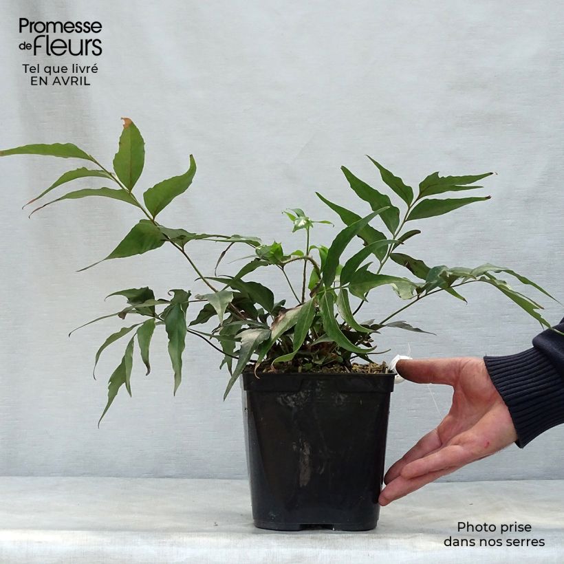 Cyrtomium devexiscapulae - Cirtomio Maceta 2L/3L Ejemplar entregado en la primavera