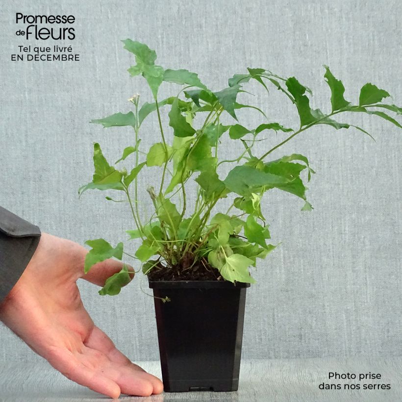 Cyrtomium falcatum - Cirtomio Maceta de 8/9 cm Ejemplar entregado en invierno