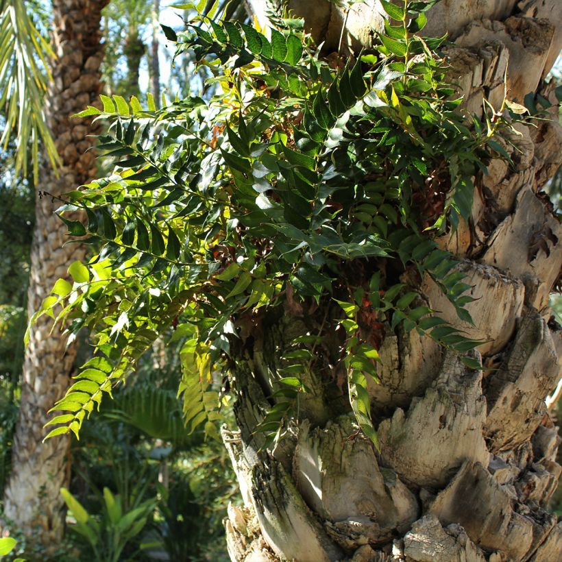 Cyrtomium falcatum - Cirtomio (Porte)