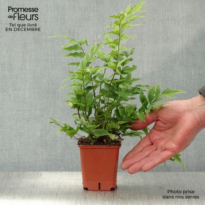 Cyrtomium fortunei - Helecho acebo de la fortuna Maceta de 8/9 cm Ejemplar entregado en invierno