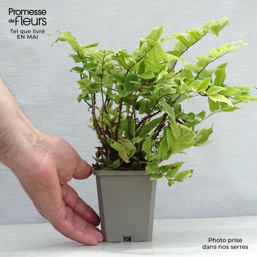 Cyrtomium fortunei var. clivicola - Helecho acebo de la fortuna Maceta de 8/9 cm Ejemplar entregado en la primavera