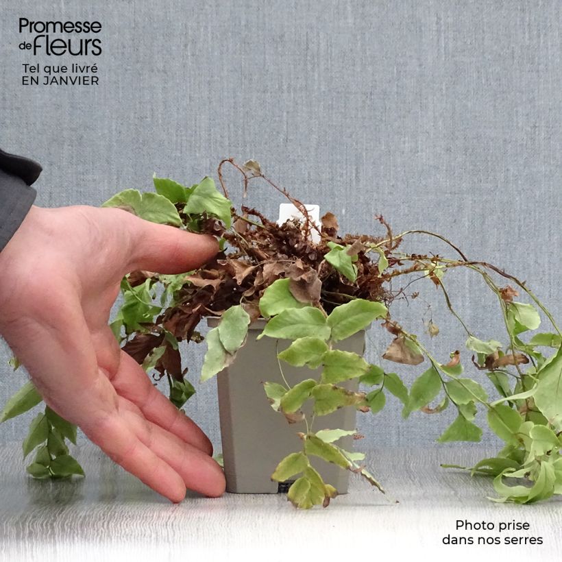 Cyrtomium fortunei var. clivicola - Helecho acebo de la fortuna Maceta de 8/9 cm Ejemplar entregado en invierno