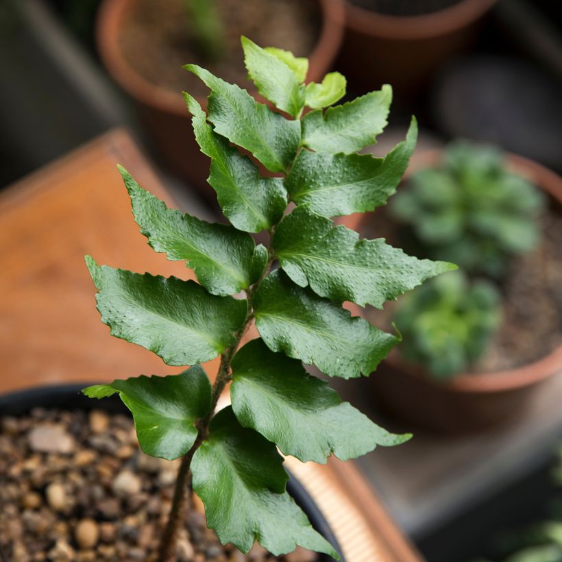 Cyrtomium falcatum - Cirtomio (Follaje)