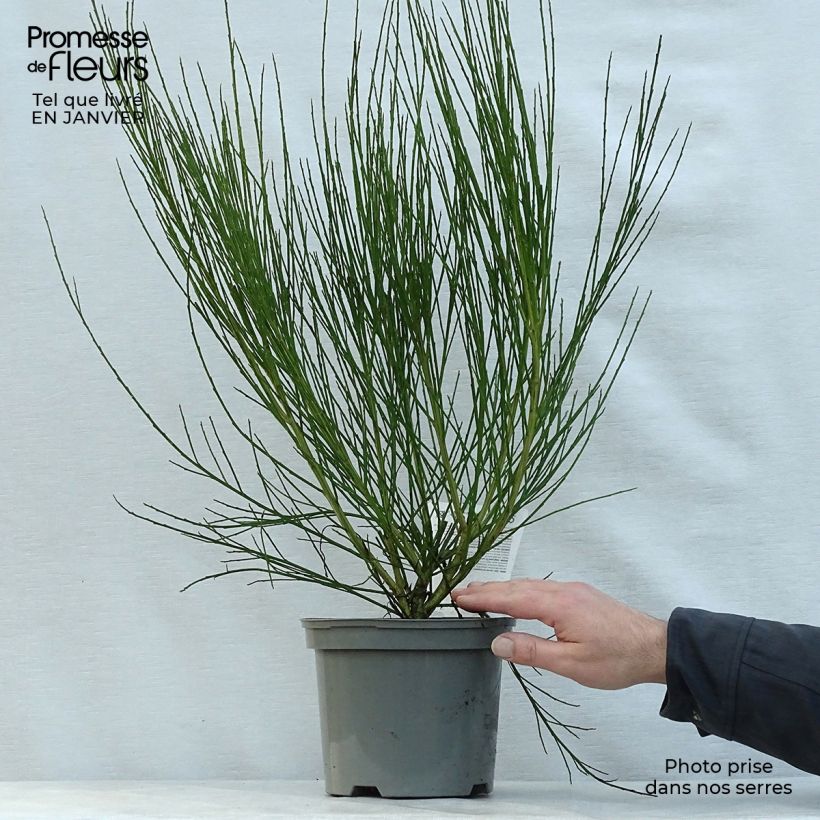 Retama negra Ruby - Cytisus scoparius Maceta 3L/4L Ejemplar entregado en invierno