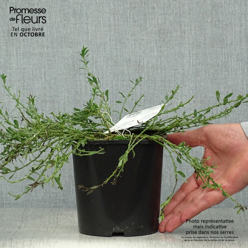 Ejemplar de Cytisus decumbens - Ginesta Maceta 2L/3L entregado en otoño