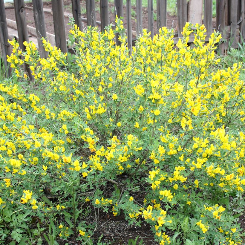 Cytisus decumbens - Ginesta (Porte)