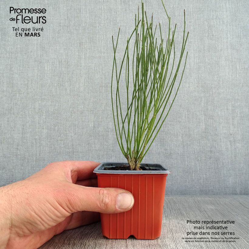 Cytisus procumbens Zeelandia Maceta de 8/9 cm Ejemplar entregado en invierno