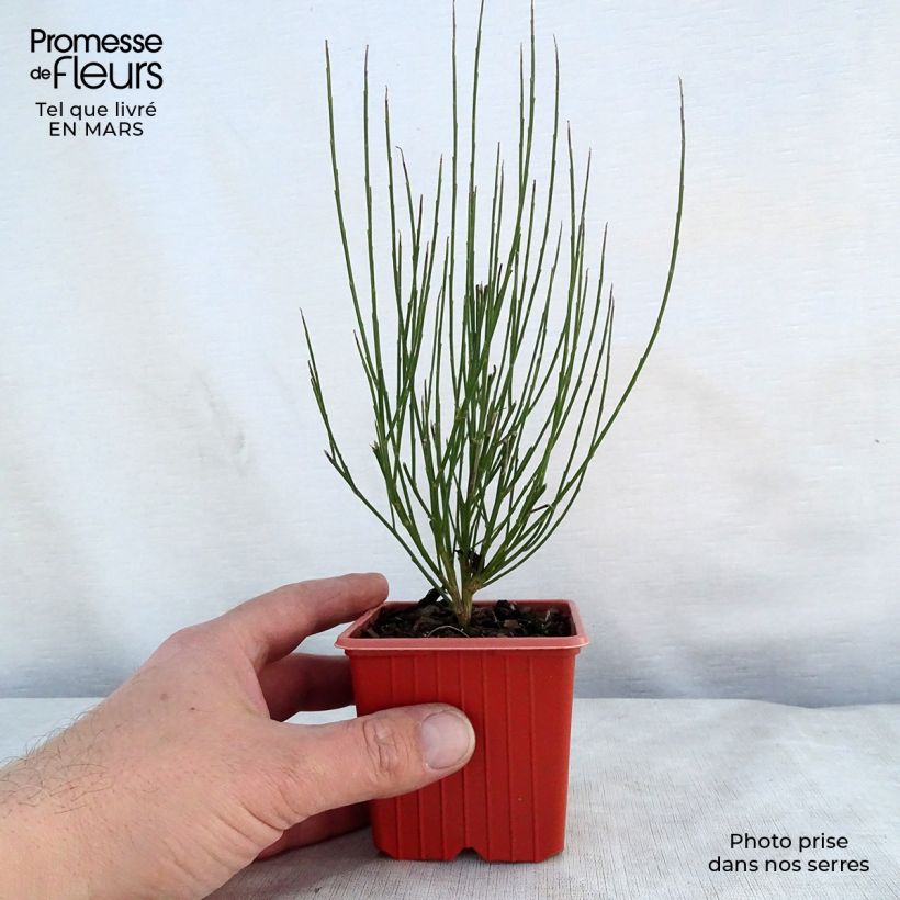 Cytisus procumbens Zeelandia Maceta de 8/9 cm Ejemplar entregado en la primavera