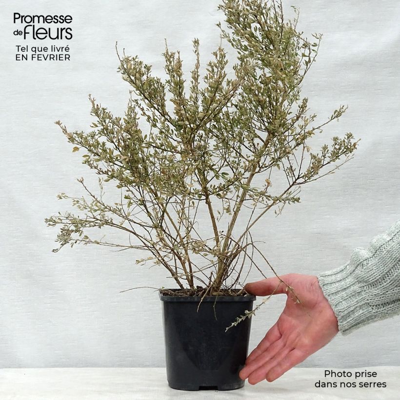 Cytisus spachiana Phebus - Ginesta Maceta 2L/3L Ejemplar entregado en invierno